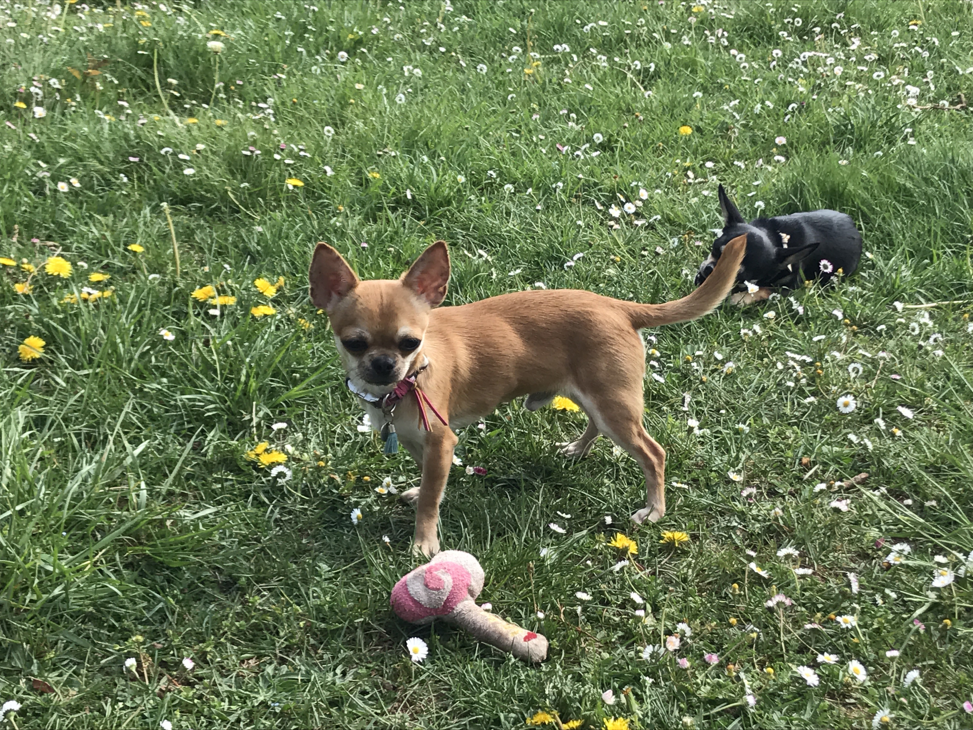 Nikki dogomania